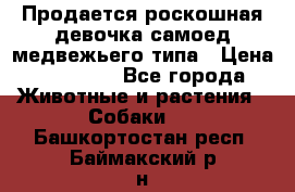 Продается роскошная девочка самоед медвежьего типа › Цена ­ 35 000 - Все города Животные и растения » Собаки   . Башкортостан респ.,Баймакский р-н